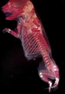 Foetal Gallery: Mouse Embryo - red dye to show bones
