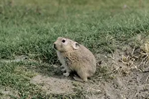 Pikas Prints: Mouse Hare / Pika - by burrow opening - India