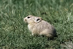 Pikas Prints: Mouse Hare / Pika - India