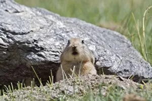 Images Dated 21st August 2007: Mouse hare / Plateau pika (Black-lipped pika) at a burrow entrance