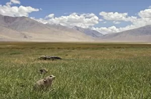 Images Dated 13th January 2010: Mouse Hare / Plateau Pika / Black-lipped Pika - Tso Kar basin, Ladakh Changthang, J&K, India