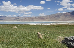 Images Dated 13th January 2010: Mouse Hare / Plateau Pika / Black-lipped Pika