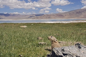 Images Dated 21st August 2007: Mouse Hare / Plateau Pika / Black-lipped Pika - at a burrow entrance
