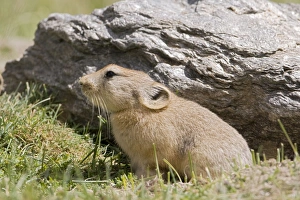 Images Dated 21st August 2007: Mouse Hare / Plateau Pika (Black-lipped pika) at a burrow entrance