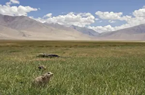 Mouse Hare / Plateau Pika / Black-lipped Pika - Tso Kar basin, Ladakh Changthang, J&K, India