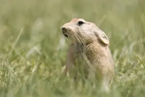 Mouse Hare / Plateau Pika (Black-lipped pika) Tso Kar basin Ladakh Changthang, India