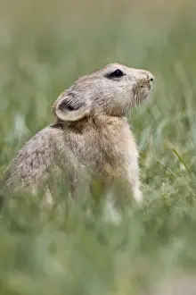 Mouse Hare / Plateau Pika (Black-lipped pika) Tso Kar basin Ladakh Changthang, India