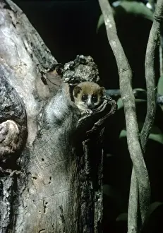 Mouse Lemur