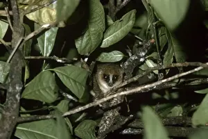 Mouse Lemur