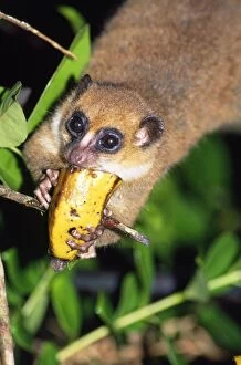 MOUSE LEMUR - eating Banana