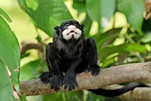 Images Dated 9th September 2007: Moustached Tamarin / Spix's Moustached Tamarin