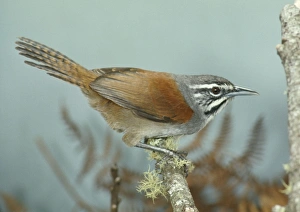 Images Dated 8th June 2006: Moustached Wren - perched on branch