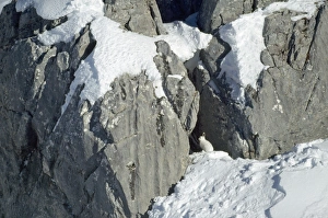 Images Dated 15th September 2006: Mouutain Hare - in winter Swiss Alps