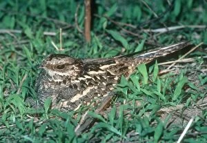 Images Dated 14th February 2008: Mozambique Nightjar - South Luangwa National Park Zambia