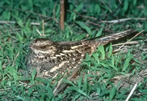 Mozambique Nightjar - South Luangwa National Park Zambia