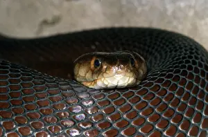 Mozambique Spitting Cobra