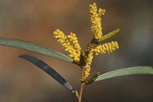 Images Dated 8th June 2003: Mt Olga Wattle flower Northern South Australia, west of Marla, Australia
