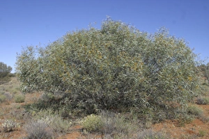 Images Dated 8th June 2003: Mt Olga Wattle Northern South Australia, west of Marla, Australia