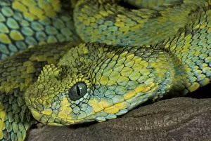 Venomous Prints: Mt Rungwe Bush Viper - Sumbawanga - Tanzania - Africa