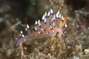 Images Dated 29th November 2012: Much-desired Flabellina Nudibranch