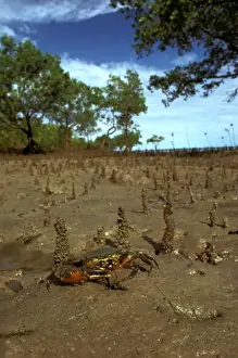 Crab Prints: Mud crab - In mangrove habitat - Northern Australia JPF12013