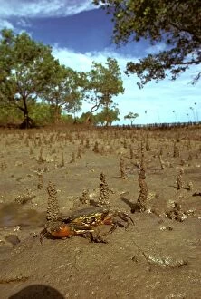 Mangrove Gallery: Mud crab (Scylla serrata) in mangrove habitat