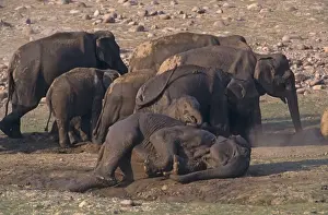 Mud-wallowing Indian / Asian Elephants, Corbett National Park, India