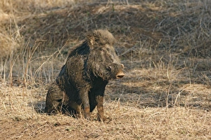 Mud-wallowing Wild Boar Mud-wallowing Wild Boar