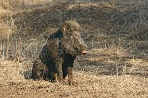 Mud-wallowing Wild Boar, Ranthambhor National Park, India