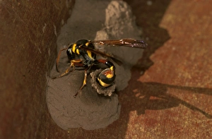 A mud-wasp - a potter wasp that preys only on moth larvae, lays an egg into her mud nest