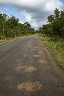 Muddy elephant footprints on road, Kruger
