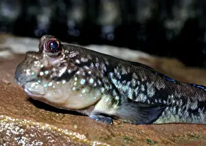 Mudskipper, coastal tropics Indian Ocean