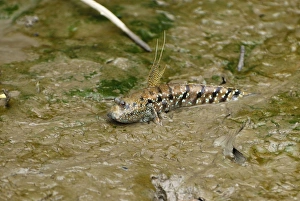 Images Dated 28th November 2007: Mudskipper - Sabah - Borneo - Malaysia