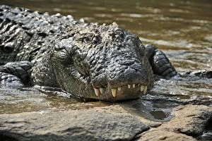 Mugger Crocodile / Marsh Crocodile / Indian Crocodile