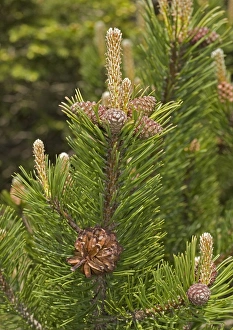 Images Dated 14th June 2005: Mugo pine