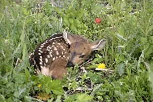 Curled Gallery: Mule / Blacktail Deer - Fawn resting in grass