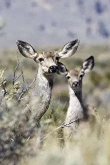 Black Tail Prints: Mule / Blacktail deer - female and young Ponderosa Ranch - Seneca - Oregon - USA