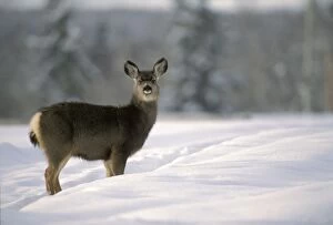 Blacktail Gallery: Mule / Blacktail Deer - standing in deepsnow in meadow Mule / Blacktail Deer - standing in