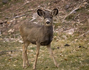Images Dated 22nd November 2006: Mule deer