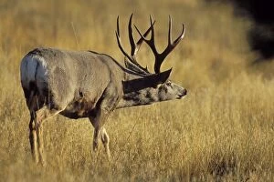 Mule Deer - buck during autmun rut, checking scent