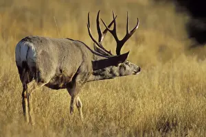 Mule Deer - buck during autmun rut, checking scent. Western USA Md2118