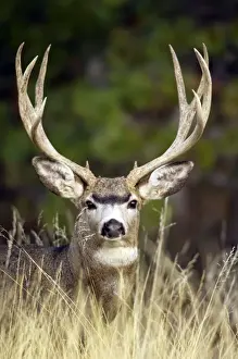 Fall Prints: Mule Deer - buck - Autumn - Western USA _PTL6901