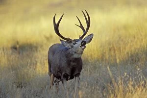 Mule Deer - buck checking for scent during autumn rut