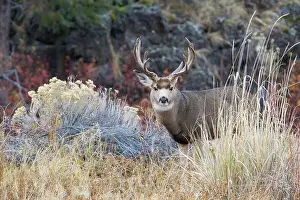 Archer Prints: Mule deer buck Date: 13-11-2012