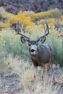High Prints: Mule deer buck, high desert autumn
