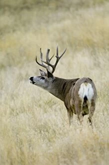 Images Dated 6th December 2007: Mule Deer - buck sniffing. Western USA. _PTL7109