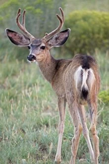 Images Dated 26th August 2008: Mule Deer - Buck in velvet - Arizona - USA