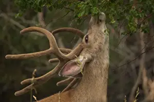 Mule Deer - Buck in velvet - Browsing - found throughout the entire western US including the four deserts - Are both browers and grazers. - Wyoming, USA