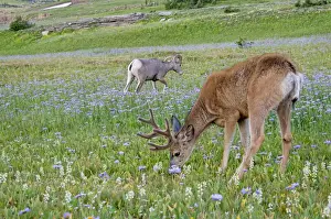 Mule Deer - buck in wildflowers (mostly wild asters) - with Rocky Mountain Bighorn Sheep (Ovis canadensis) ram - Glacier National Park - Montana - Summer _D3A7100