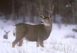 Mule Deer Buck in winter